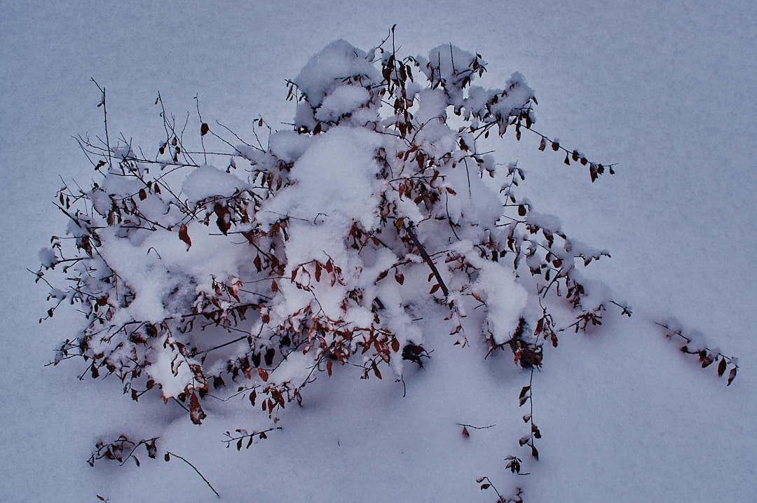雪中的植物